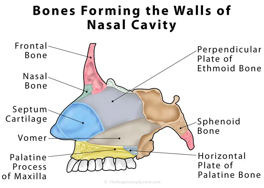 Nasal Cavity Definition Anatomy Functions Diagrams