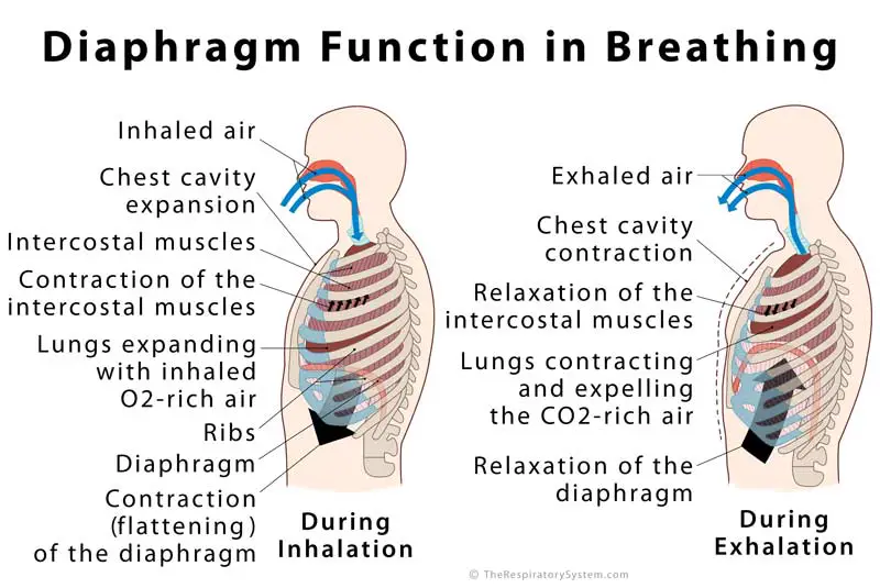 Diaphragm Definition Location Anatomy Function Diagram