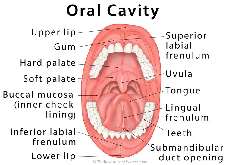 Oral techniques