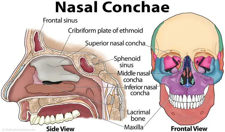 Nasal Conchae Nasal Turbinates