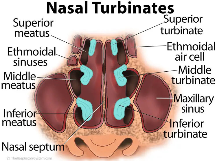 Nasal Conchae Nasal Turbinates The Respiratory System