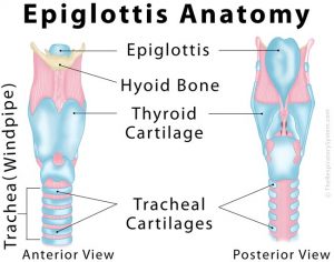 Epiglottis Anatomy Diagram