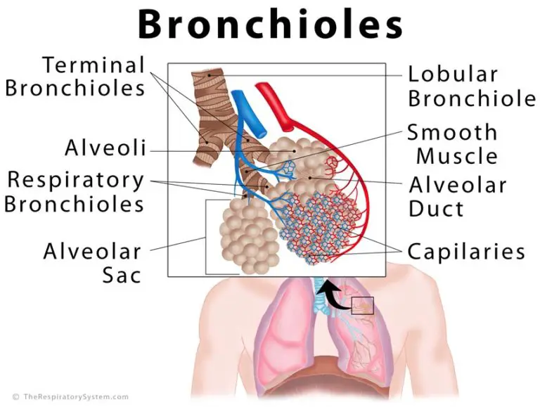 anatomic dead space terminal bronchioles