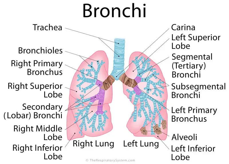 Bronchi Definition