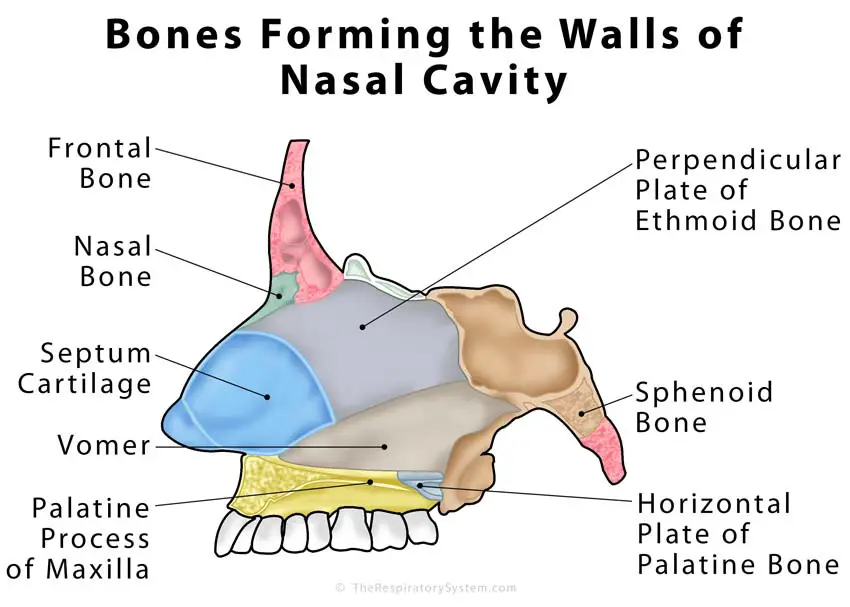 A Diagram Of The Nasal Cavity In Sagittal View Depict - vrogue.co
