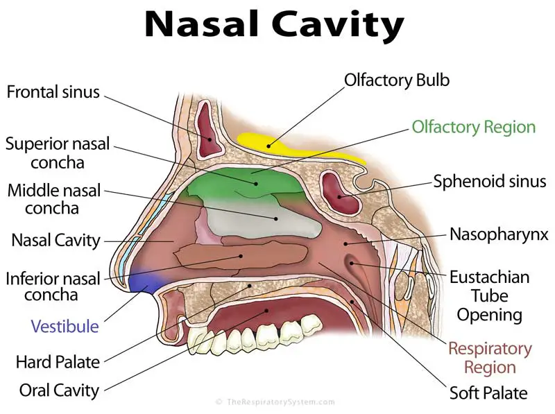 Nasal Cavity Definition, Anatomy, Functions, Diagrams
