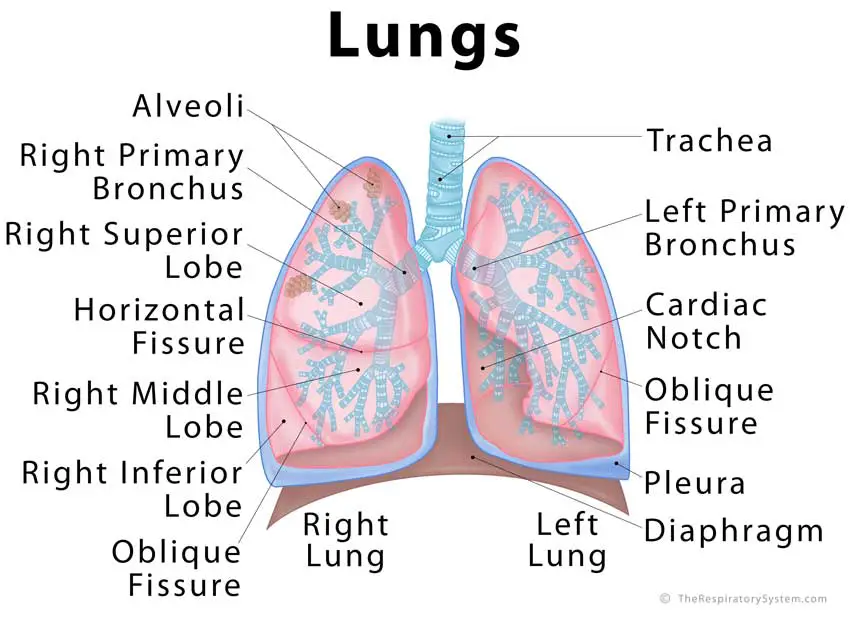 Lungs Definition, Location, Anatomy, Function, Diagram, Diseases