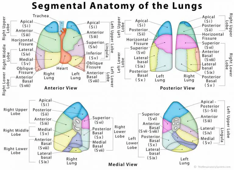 Left Lung