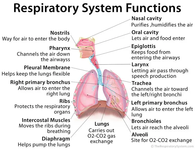 Respiratory system functions