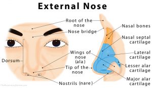 Beneath the apex are the nostrils or nares , surrounded by the nasal ...