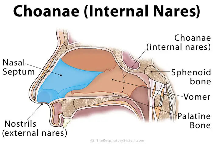 Choanae Internal Nares 