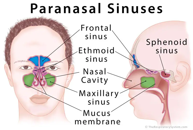 Paranasal Sinus: Definition, Location 